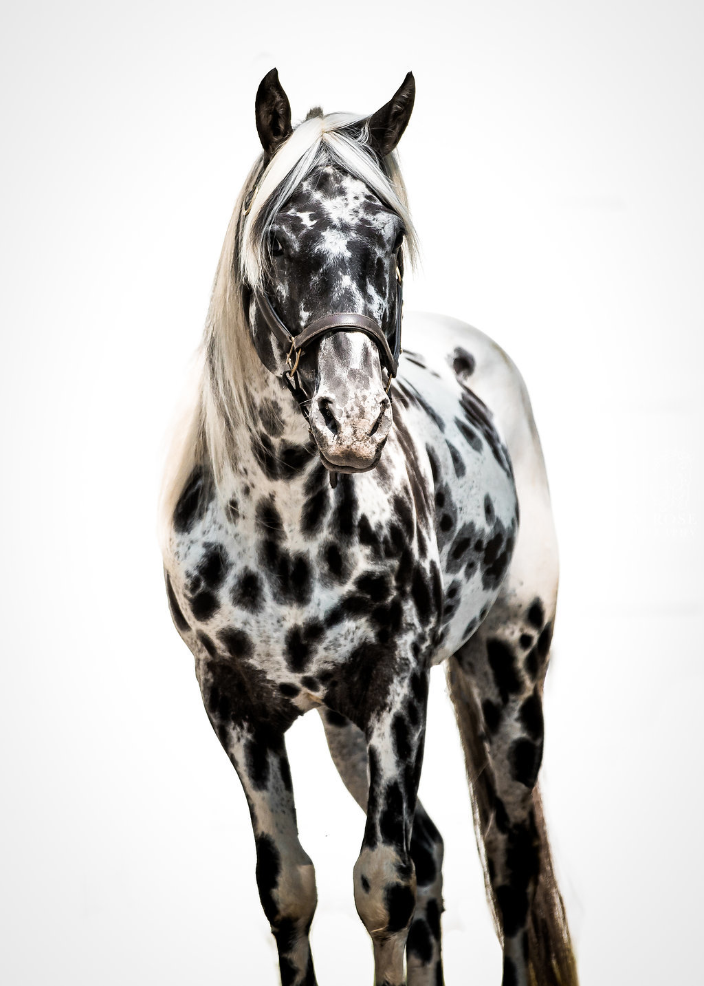 Black Leopard Appaloosa Registered Stallion